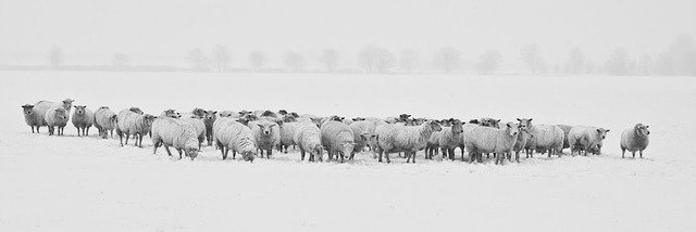 herd